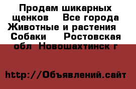 Продам шикарных щенков  - Все города Животные и растения » Собаки   . Ростовская обл.,Новошахтинск г.